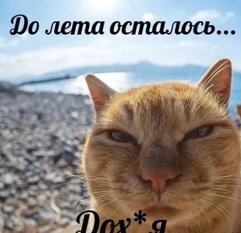До лета осталось до*уя