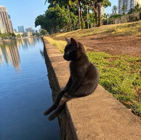 Кот задумался у воды