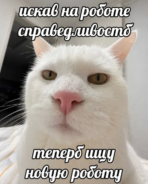 Кот ищет новую работу