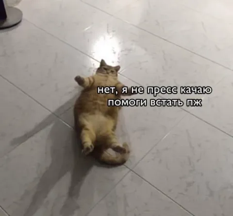 Кот случайно качает пресс