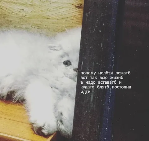 Кот, который хочет лежать вечно