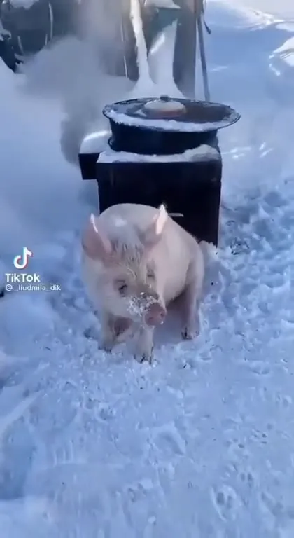 Поросёнок у горячей печки