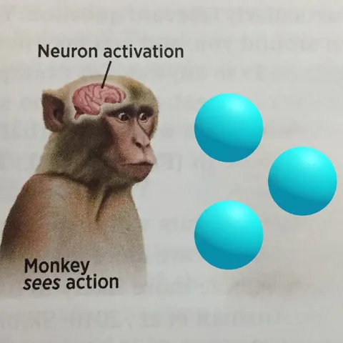 Monkey Sees Action