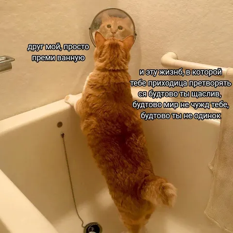 Кот, который притворяется счастливым