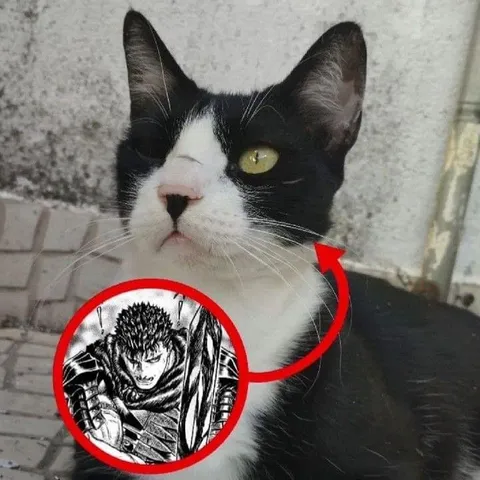 Кот с лицом Гатса