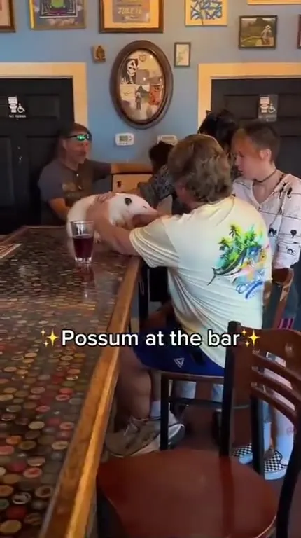 Possum at the Bar