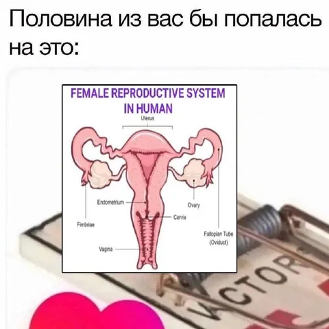 Половина попалась на анатомию