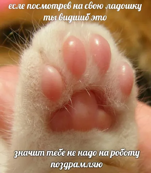 Кошачья лапка вместо работы