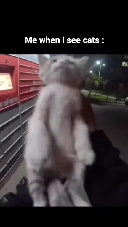 Me When I See Cats