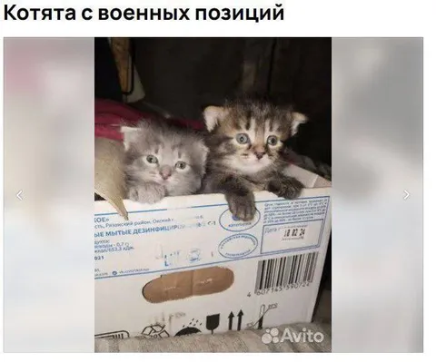 Котята с военных позиций