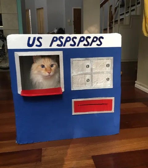 Cat in a Cardboard Mailbox