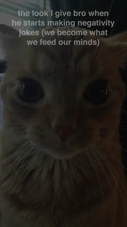 Cat Stares at Negative Jokes