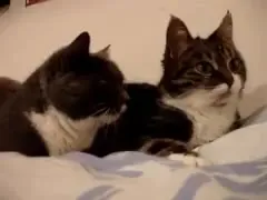 Два кота ведут странный разговор
