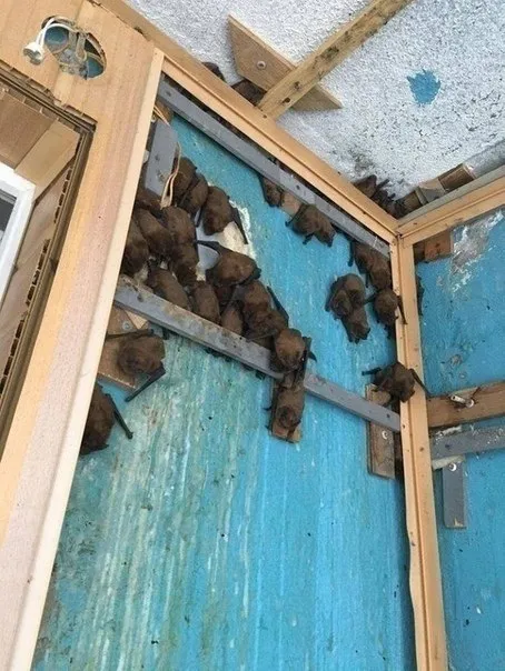 Летучие мыши на стене