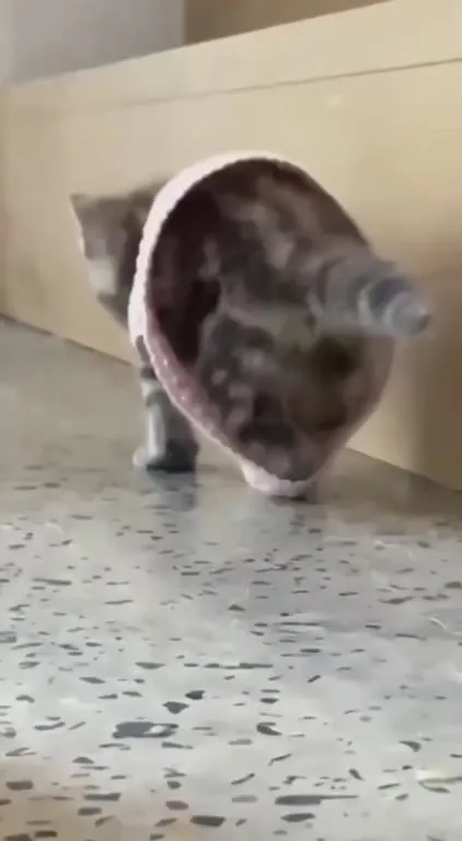 Кот, застрявший в защитном воротнике