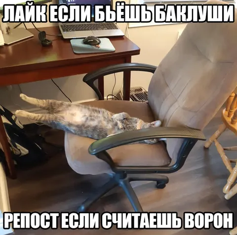 Кот на офисном кресле