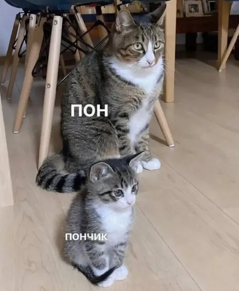 Пон и пончик