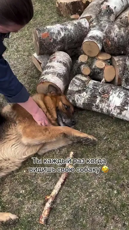 Каждый раз, когда видишь собаку