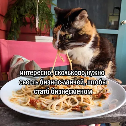 Кот ест бизнес-ланч