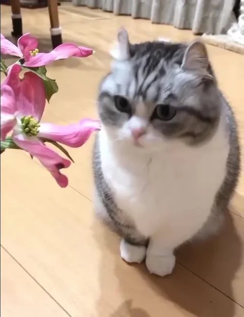 Кот нюхает и кусает цветок