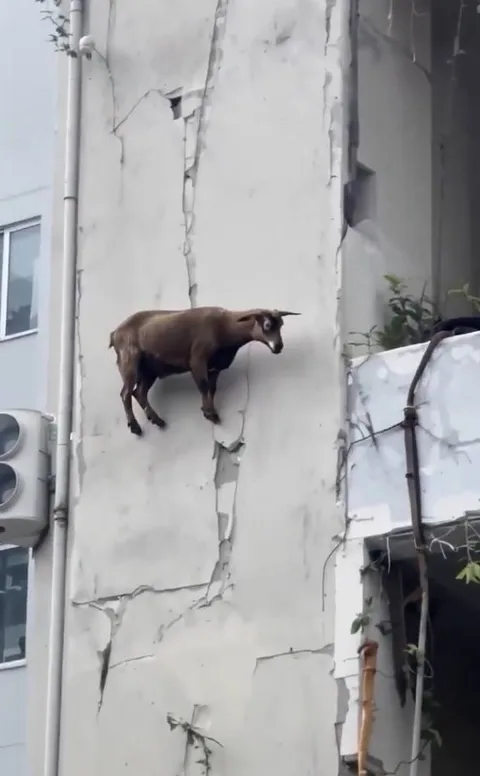 Коза на стене