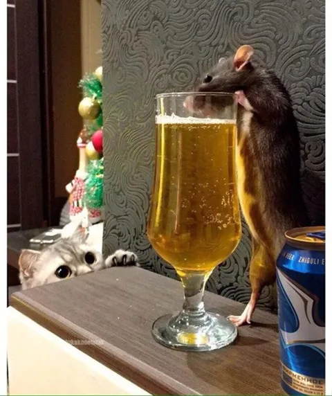 Крыса пьет пиво, кот наблюдает