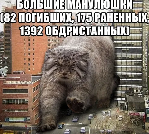 Большие манульчики в городе