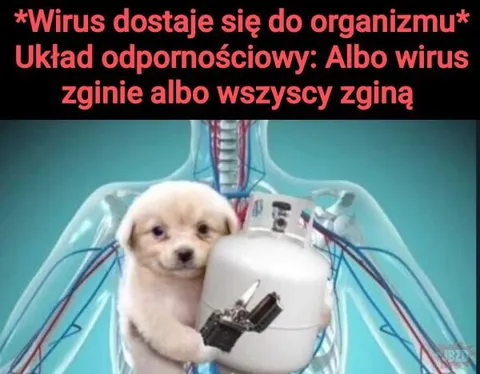 Pies kontra wirus