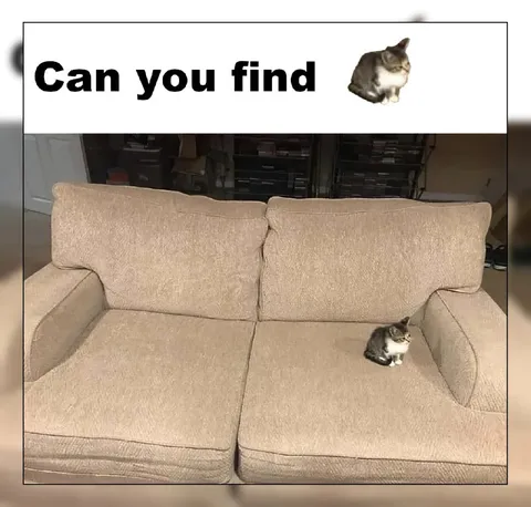 Can You Find the Cat