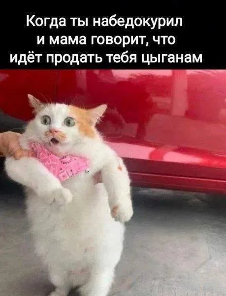 Кот, которого продают цыганам