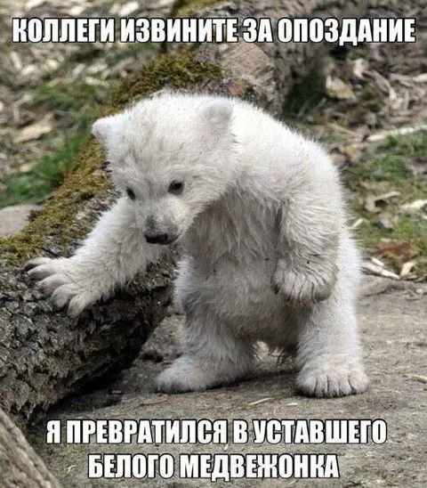 Опоздавший белый медвежонок
