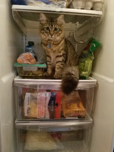 Кот в холодильнике