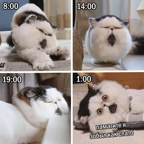 Кот пытается не уснуть