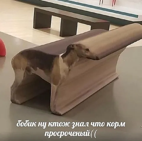 Бобик съел просроченный корм