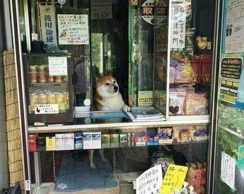 店番をする柴犬