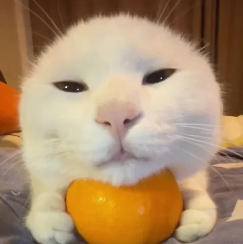 Кот с мандарином
