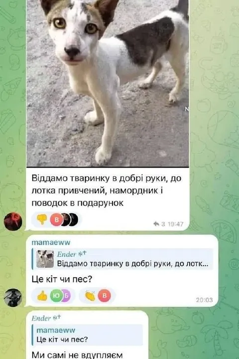 Кіт чи пес — самі не знаємо