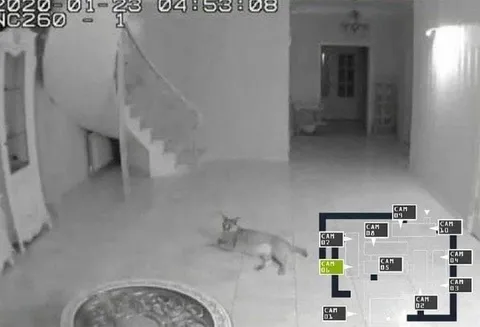 Кот на ночном дежурстве