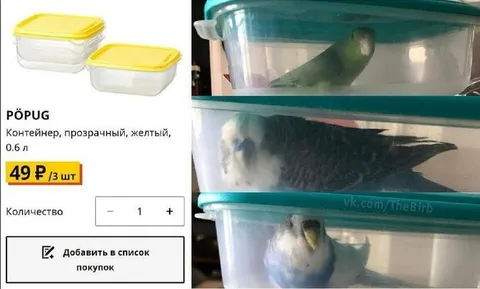 Попугаи в контейнерах