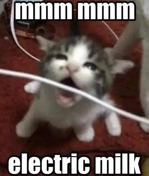 Kitten Drinks Electric Milk