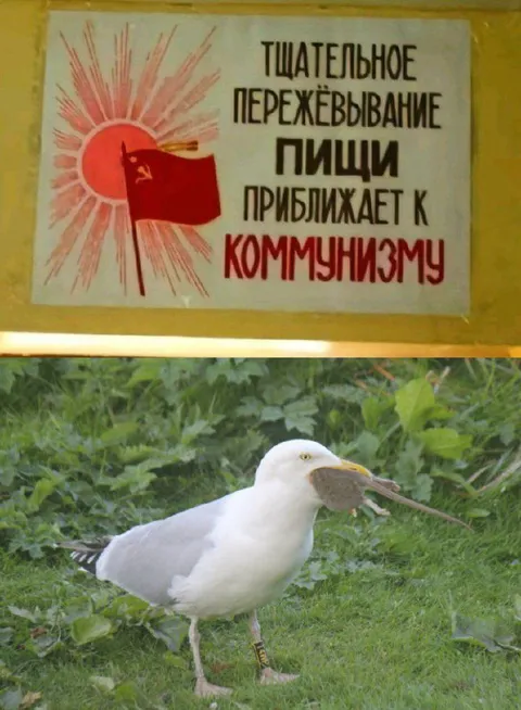 Тщательное пережёвывание пищи