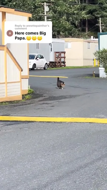 Here Comes Big Papa Cat