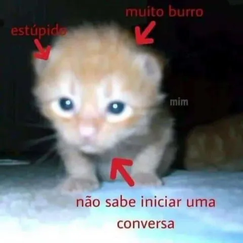 Gatinho muito burro