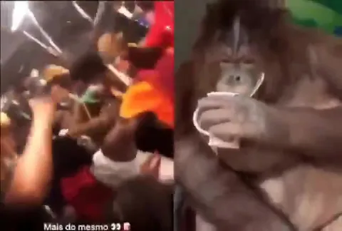 Mais do mesmo com orangotango