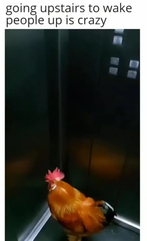 Rooster Goes Upstairs to Wake People