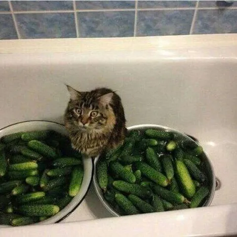 Кот среди огурцов