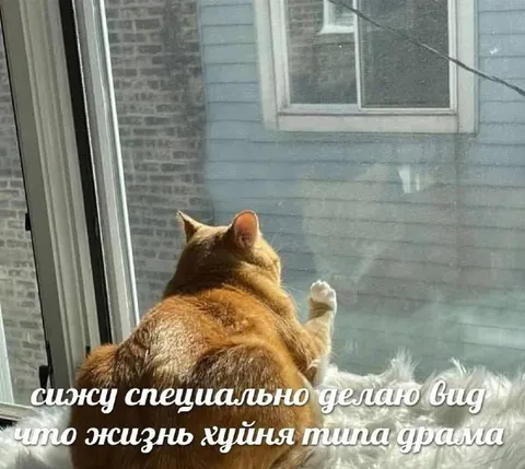Кот специально делает вид, что драма
