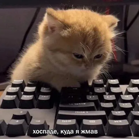 Кот не знает, куда нажал