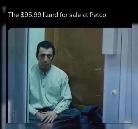 The $95.99 Lizard at Petco