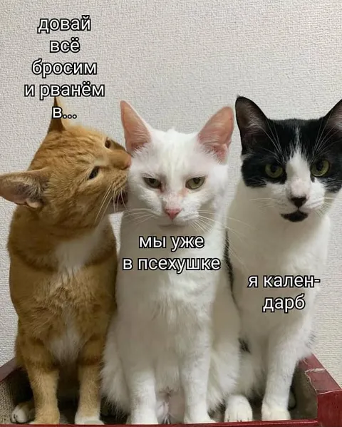 Три кота уже в психушке